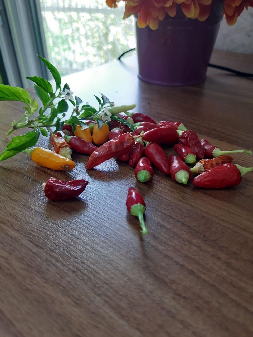 Mexican Peppers from my Garden